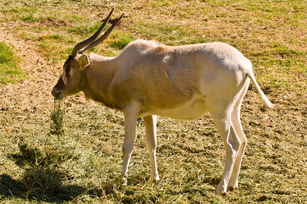 Top 10 Desert Animals - Addax Antelope