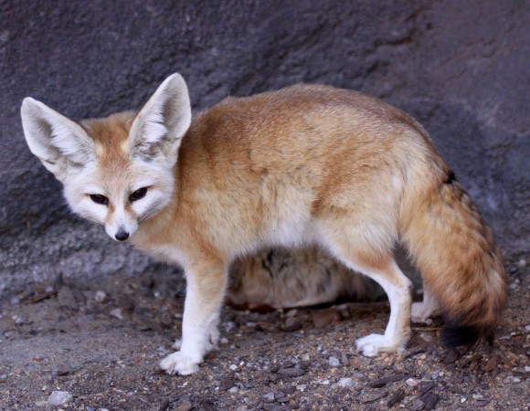 Top 10 Desert Animals - Fennec Fox