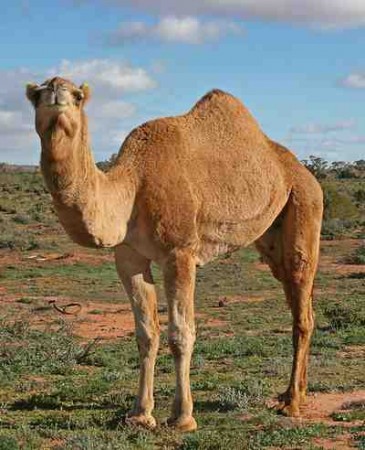 Top Ten Desert Animals - Camel