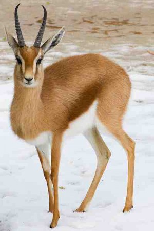 Top 10 Desert Animals - Dorcas Gazelle