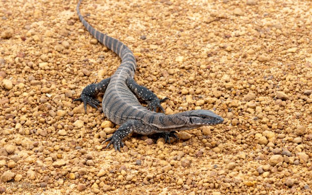 Top 10 Desert Animals - Monitor Lizard