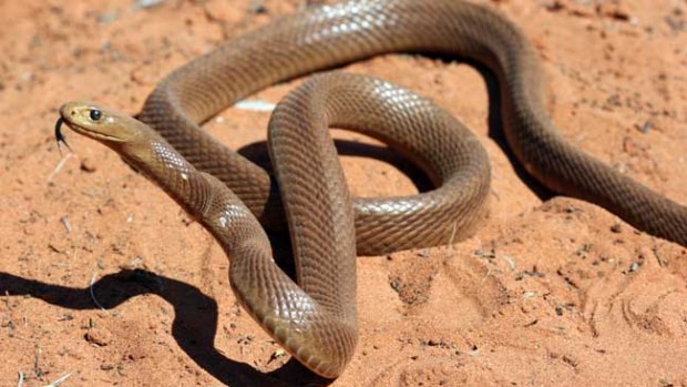 Inland Taipan Snake