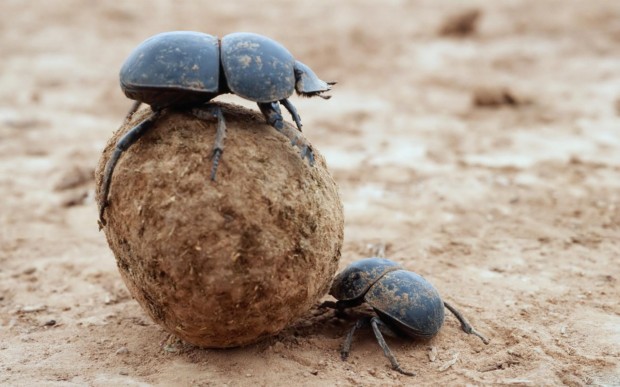 Top 10 Desert Animals - Dung Beetle