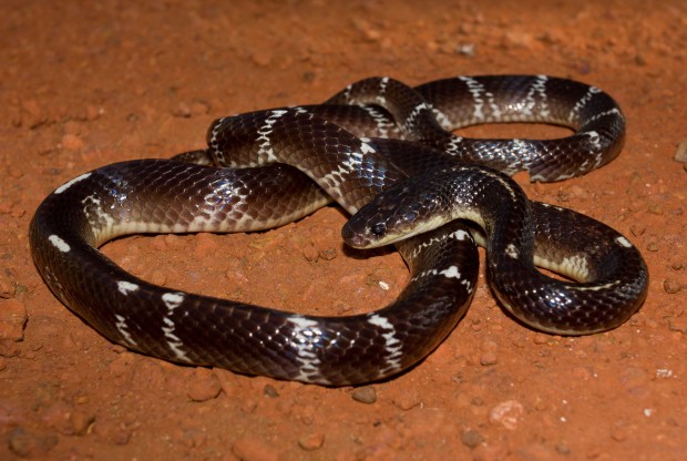 Common Krait