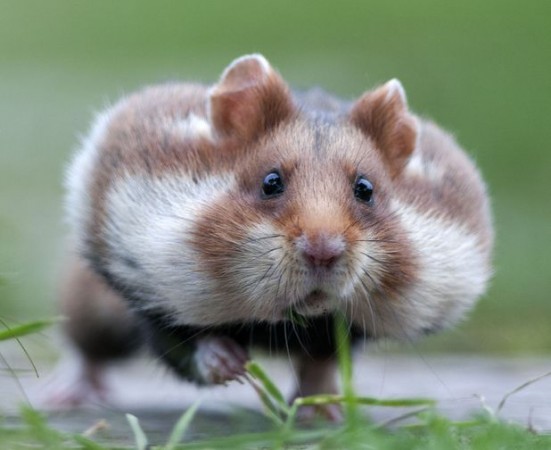 adorable hamster