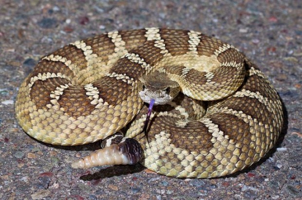 rattlesnake