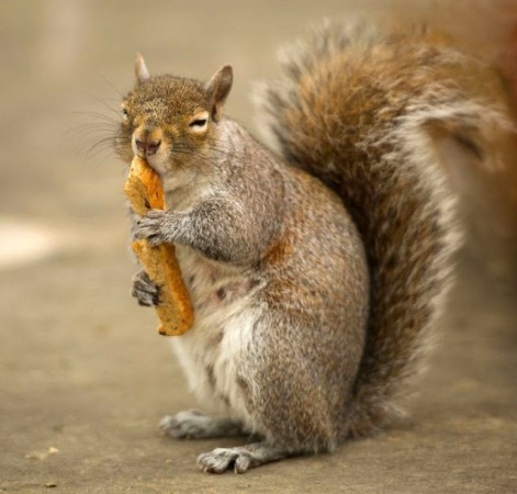 Top Ten Funny Squirrels
