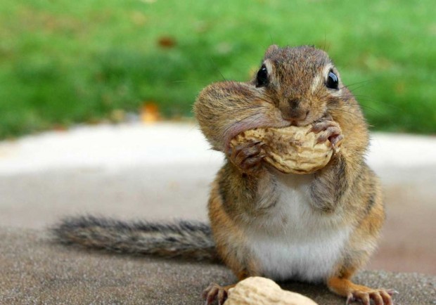 Top Ten Funny Squirrels