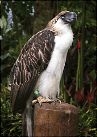Top Ten Animal Predators - Monkey-Eating Eagle
