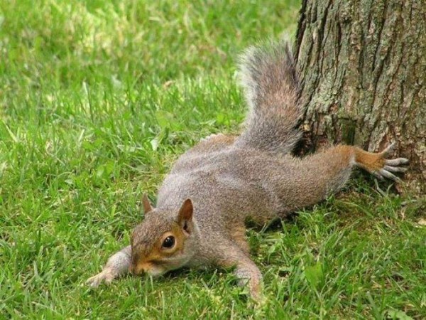 Top Ten Funny Squirrels