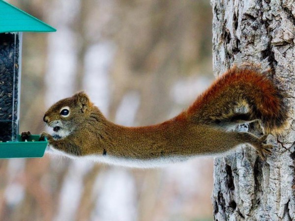 Top Ten Funny Squirrels