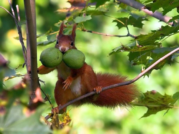 Top Ten Funny Squirrels