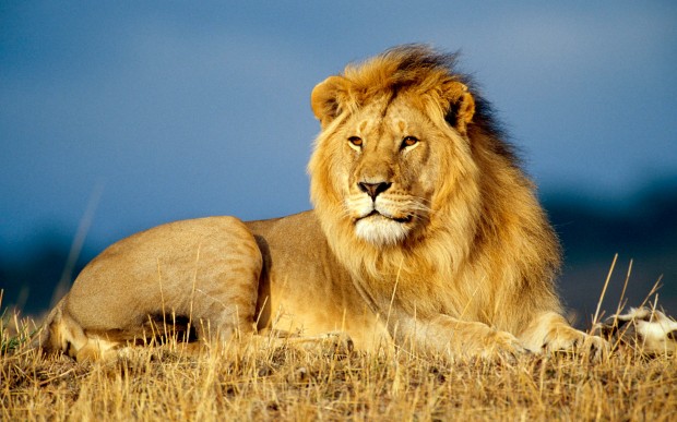 Top Ten Deadliest Animals - African Lion