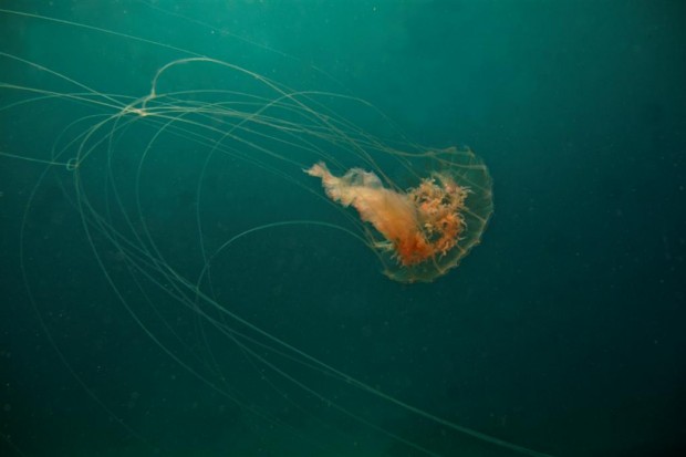 Top Ten Deadliest Animals - Box Jellyfish