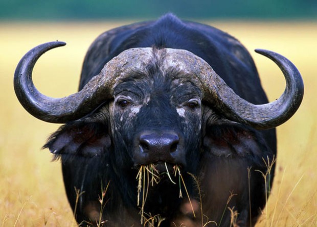 Top Ten Deadliest Animals - Cape Buffalo