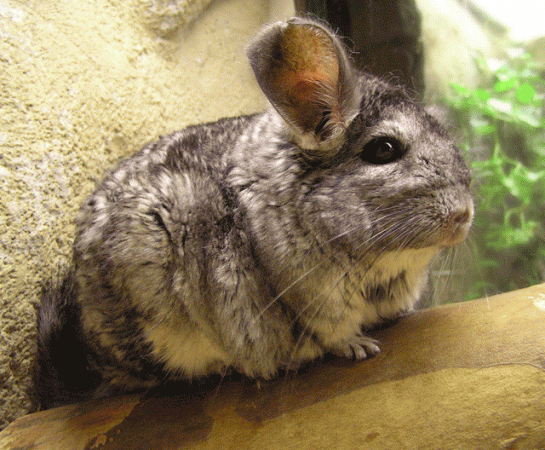 Top Ten Small Animals - Chinchilla