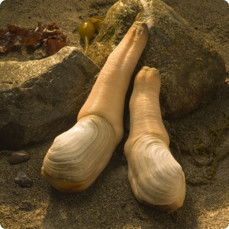 Top Ten Strange-Looking Animals - Geoduck