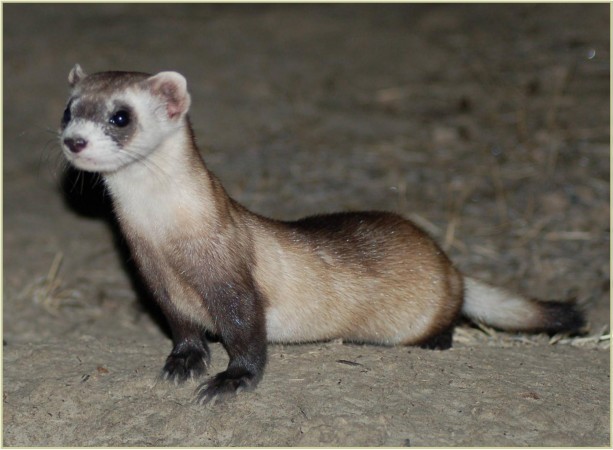 Top Ten Small Animals - Ferret