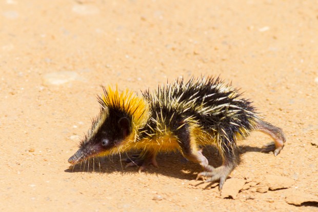 Top Ten Strange-Looking Animals - Lowland Streaked Tenrec