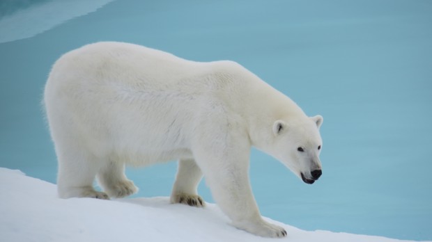 Top Ten Deadliest Animals - Polar Bear