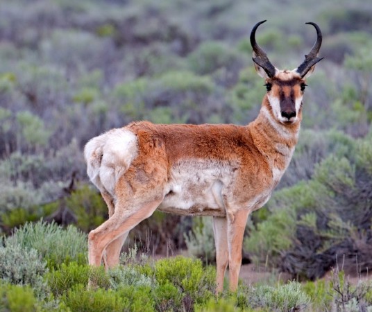 Top 10 Fastest Animals - Pronghorn Antelope