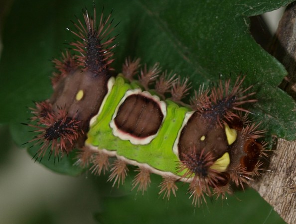 Top Ten Strange-Looking Animals - Saddleback Caterpillar