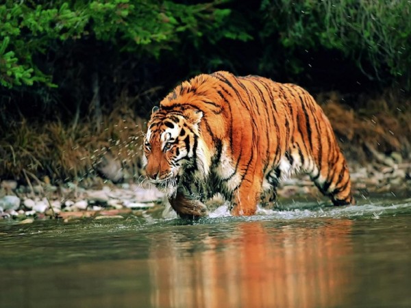 Top Ten Animal Predators - Siberian Tiger
