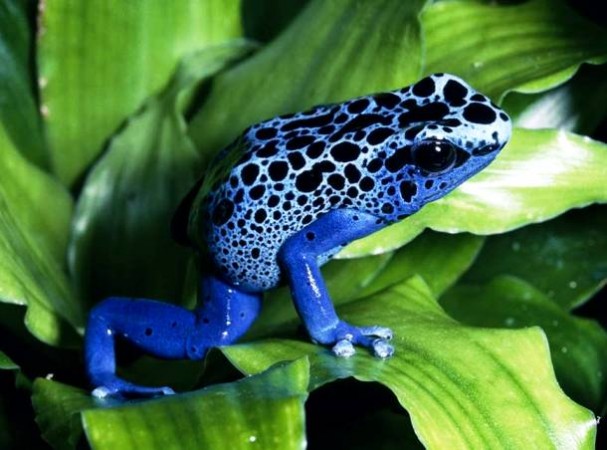 Top Ten Animal Predators - Poison Dart Frog