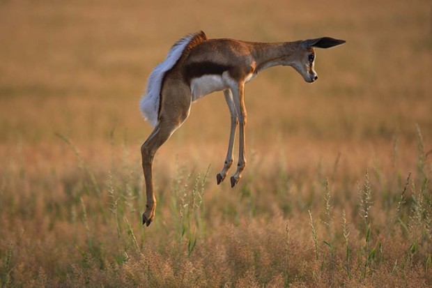 Top 10 Fastest Animals - Springbok