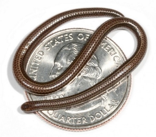 Top Ten Small Animals - Barbados Thread Snake