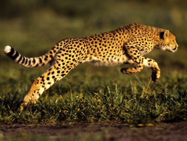 Top 10 Fastest Animals - Cheetah
