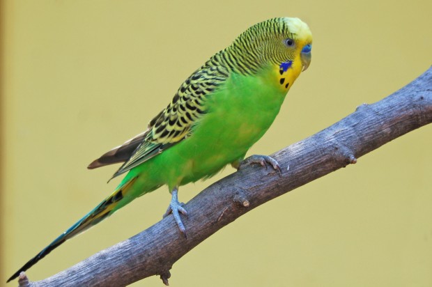 Top Ten Small Animals - Parakeet