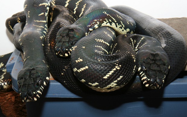 Top Ten Colorful Snakes - Boelen Python