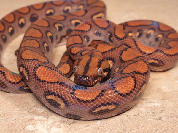 Top Ten Colorful Snakes - Brazilian Rainbow Boa