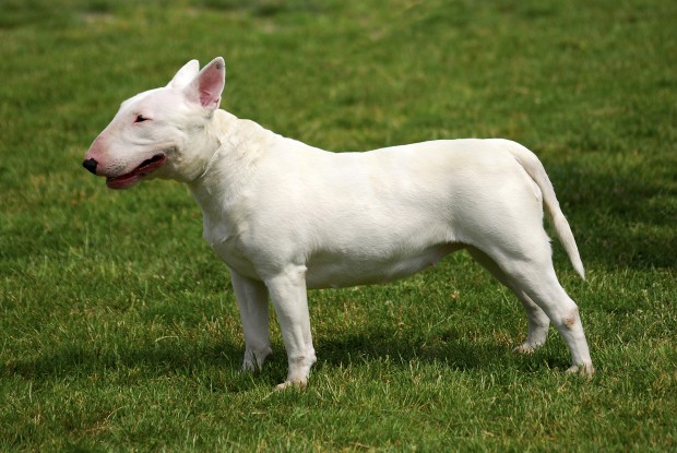 Top Ten Strange-Looking Dogs - Bull Terrier