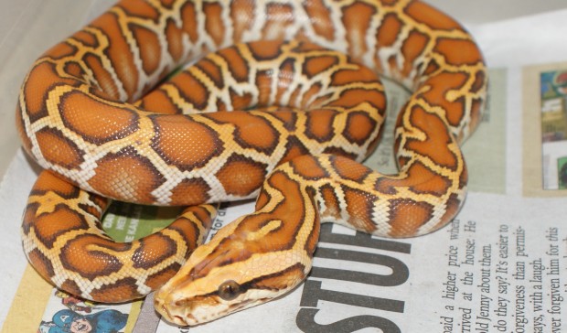Top Ten Colorful Snakes - Caramel Burmese Python