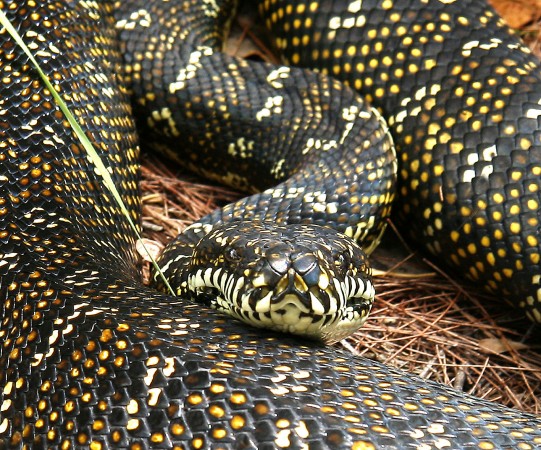 Diamond Python