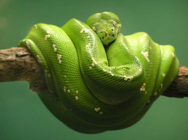 Top Ten Colorful Snakes - Green Tree Python