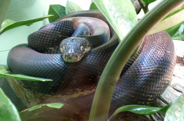 Top Ten Colorful Snakes - Macklot's Python 