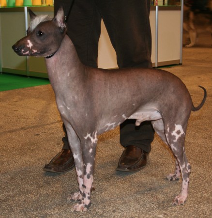 Top Ten Strange-Looking Dogs - Peruvian Inca Orchid