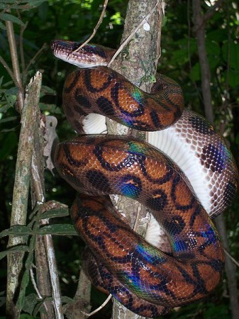 Top Ten Colorful Snakes - Peruvian Rainbow Boa
