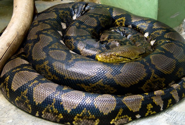 Top Ten Colorful Snakes - Reticulated Python