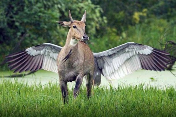 Pegasus- winged horse