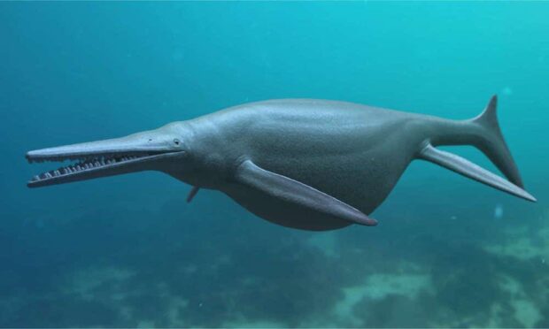 Prehistoric marine reptile - Ichthyosaurus