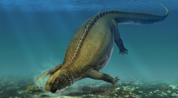 Placodus - Prehistoric marine reptiles