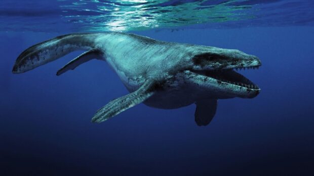 Mosasaurus - Prehistoric Marine Reptile